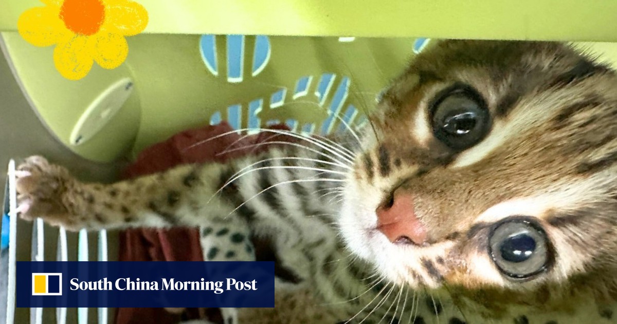 Rescued Hong Kong leopard cat ‘growing stronger, preparing to return to wild’