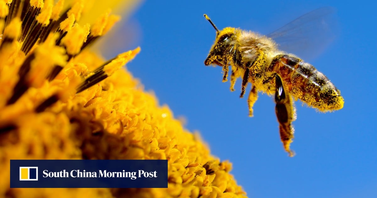 https://cdn.i-scmp.com/sites/default/files/styles/og_image_scmp_generic/public/d8/images/canvas/2025/07/10/fec64066-9c92-4331-acac-c09037b3c2a9_19500411.jpg?itok=In_LYqzb&v=1752111633