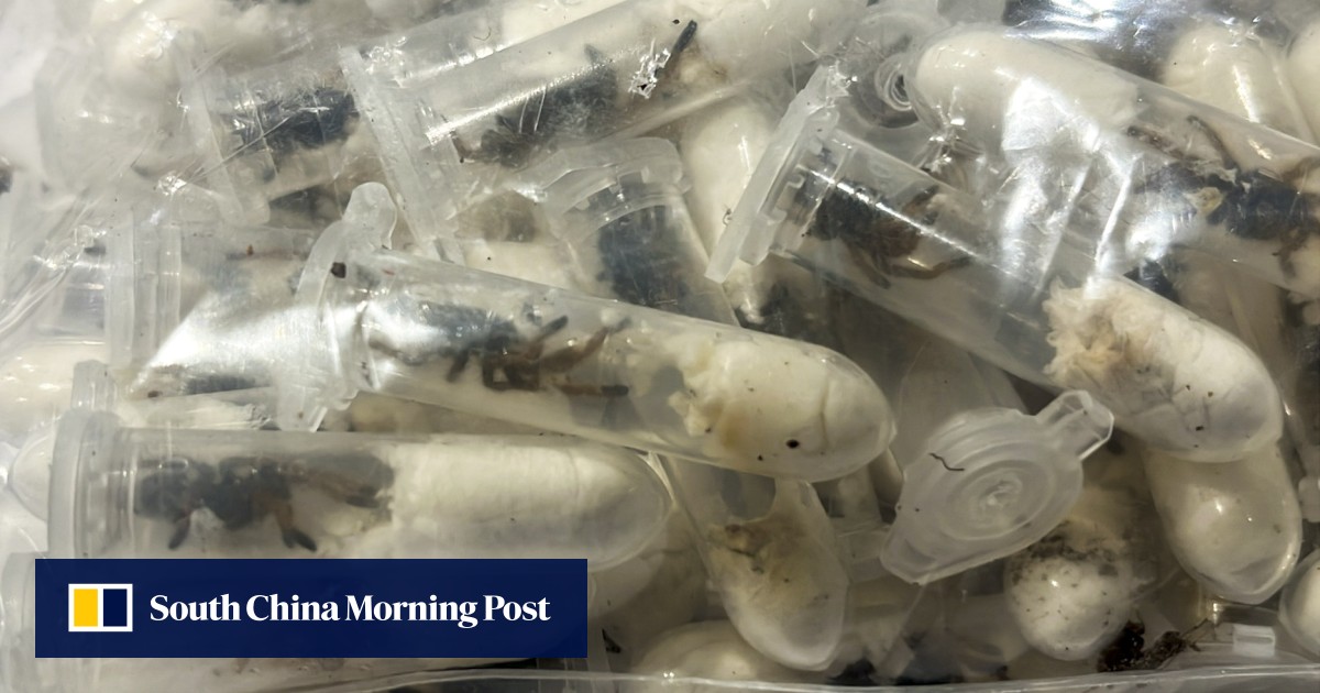 https://cdn.i-scmp.com/sites/default/files/styles/og_image_scmp_generic/public/d8/images/canvas/2025/07/15/b5e64937-2d07-4734-b63b-be7321b580ea_bc3d348e.jpg?itok=Gn1AKl4U&v=1752539693