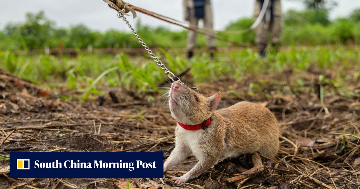 Cabmodia Rats Rat-ical solution: the giant pouched rodents saving lives in Cambodia’s ...