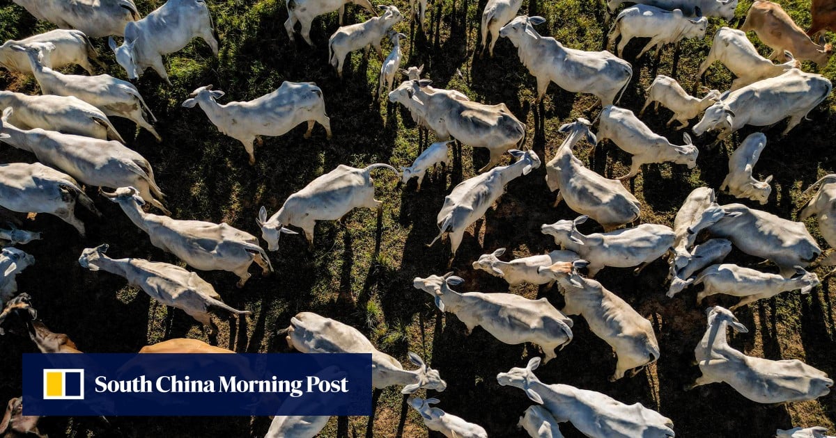 https://cdn.i-scmp.com/sites/default/files/styles/og_image_scmp_generic/public/d8/images/canvas/2025/07/28/1625c231-0beb-4bc9-b648-7357de2b9fae_2bf74754.jpg?itok=jGboc7-K&v=1753692988