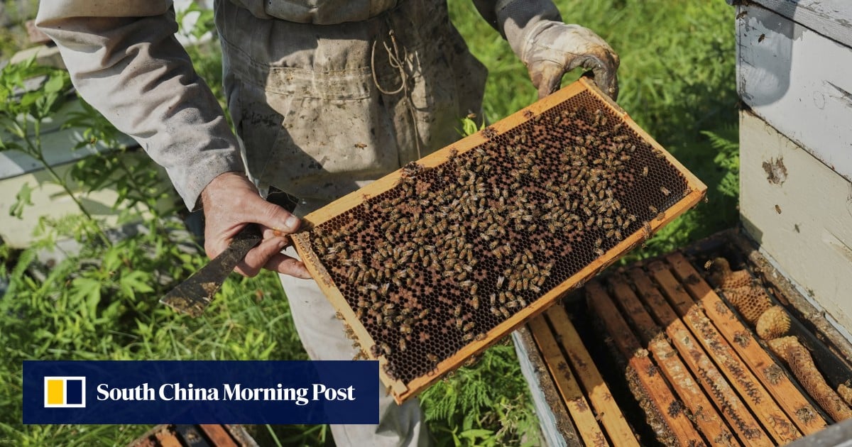 https://cdn.i-scmp.com/sites/default/files/styles/og_image_scmp_generic/public/d8/images/canvas/2025/07/28/7fdcf040-4688-4878-a84b-2d2885c985af_b6c3bf2c.jpg?itok=VsjlCNLN&v=1753688662