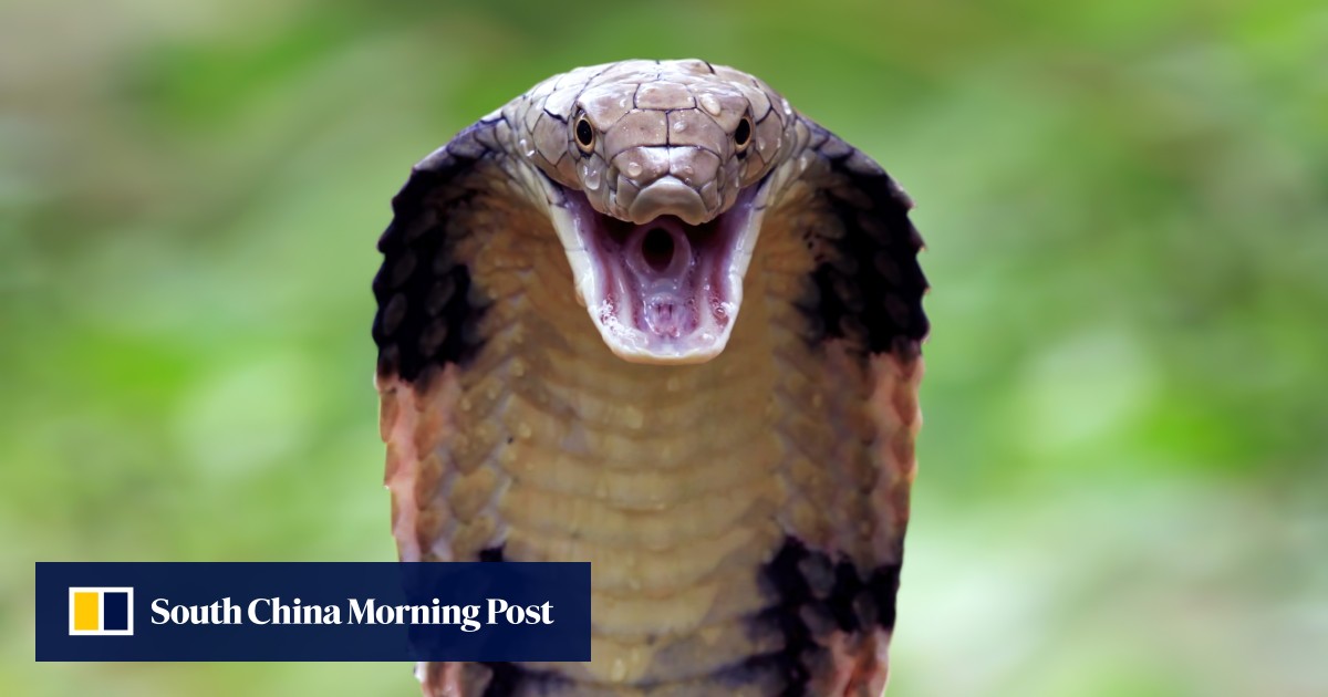 https://cdn.i-scmp.com/sites/default/files/styles/og_image_scmp_generic/public/d8/images/canvas/2025/07/29/c5550a1a-d20e-4ca3-8dbc-1c61d35ef899_31b39b73.jpg?itok=R2anRugb&v=1753775148