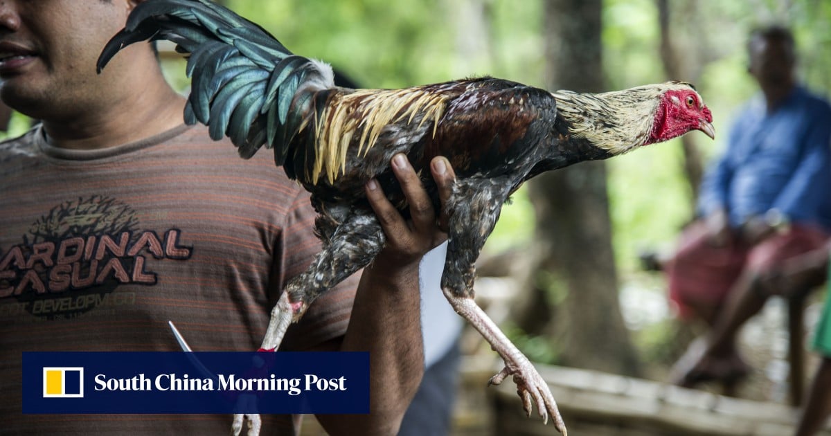 https://cdn.i-scmp.com/sites/default/files/styles/og_image_scmp_generic/public/d8/images/canvas/2025/07/30/1d0c6485-928e-4753-a21c-6d6fa37eeed8_ee22bb56.jpg?itok=U7wHN5SI&v=1753865443