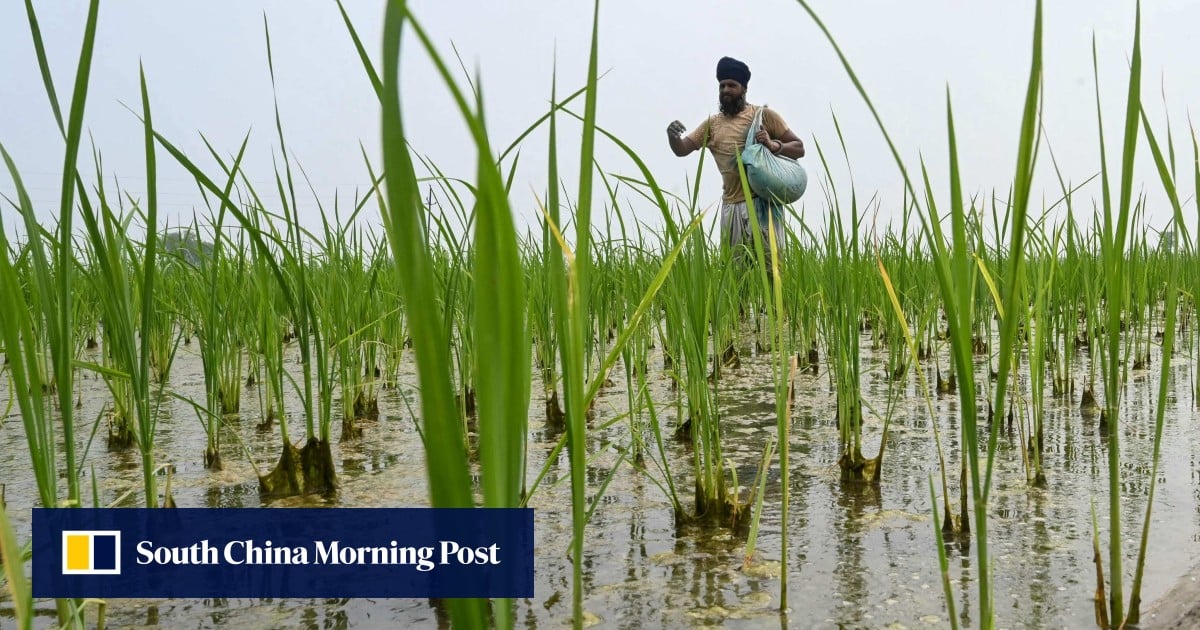 https://cdn.i-scmp.com/sites/default/files/styles/og_image_scmp_generic/public/d8/images/canvas/2025/08/01/01d76ef7-ba03-4427-b2f8-79bf70de4e5a_d26af504.jpg?itok=QNFlWwgZ&v=1753995353