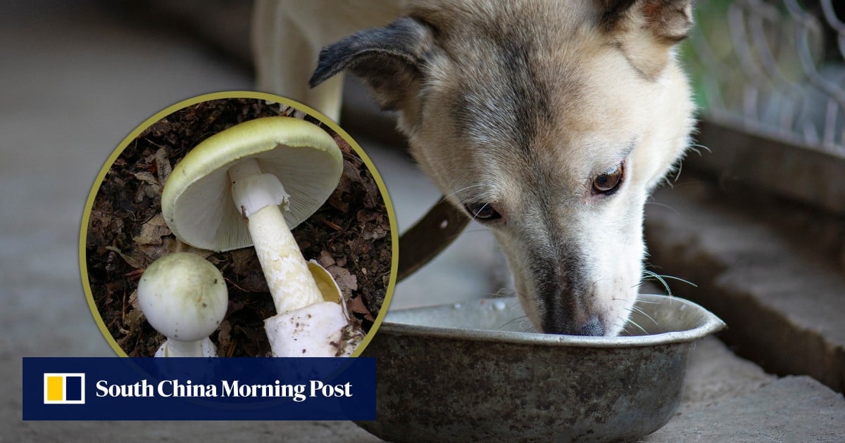 https://cdn.i-scmp.com/sites/default/files/styles/og_image_scmp_generic/public/d8/images/canvas/2025/08/01/b64089e9-6cd5-4966-a21c-586a6796404f_7a5cae29.jpg?itok=SbmN2fSO&v=1754044550