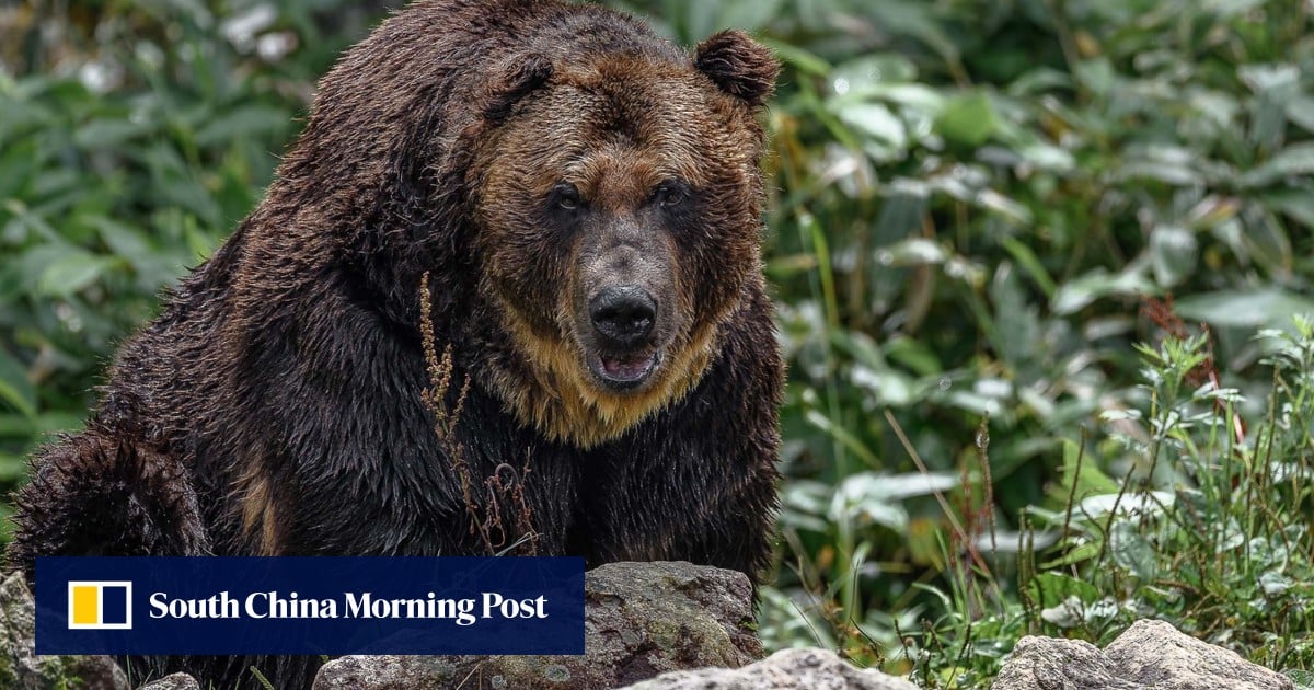 https://cdn.i-scmp.com/sites/default/files/styles/og_image_scmp_generic/public/d8/images/canvas/2025/08/01/c34bd94c-3d69-4b96-9f42-865477ded2f5_a512ac79.jpg?itok=prLmL6DO&v=1754034215