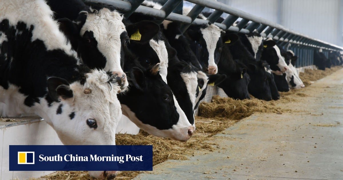 https://cdn.i-scmp.com/sites/default/files/styles/og_image_scmp_generic/public/d8/images/canvas/2025/08/04/0c5247b4-8fdf-44a1-a006-a1fccf93acaa_852c80aa.jpg?itok=DkBszd_U&v=1754298726