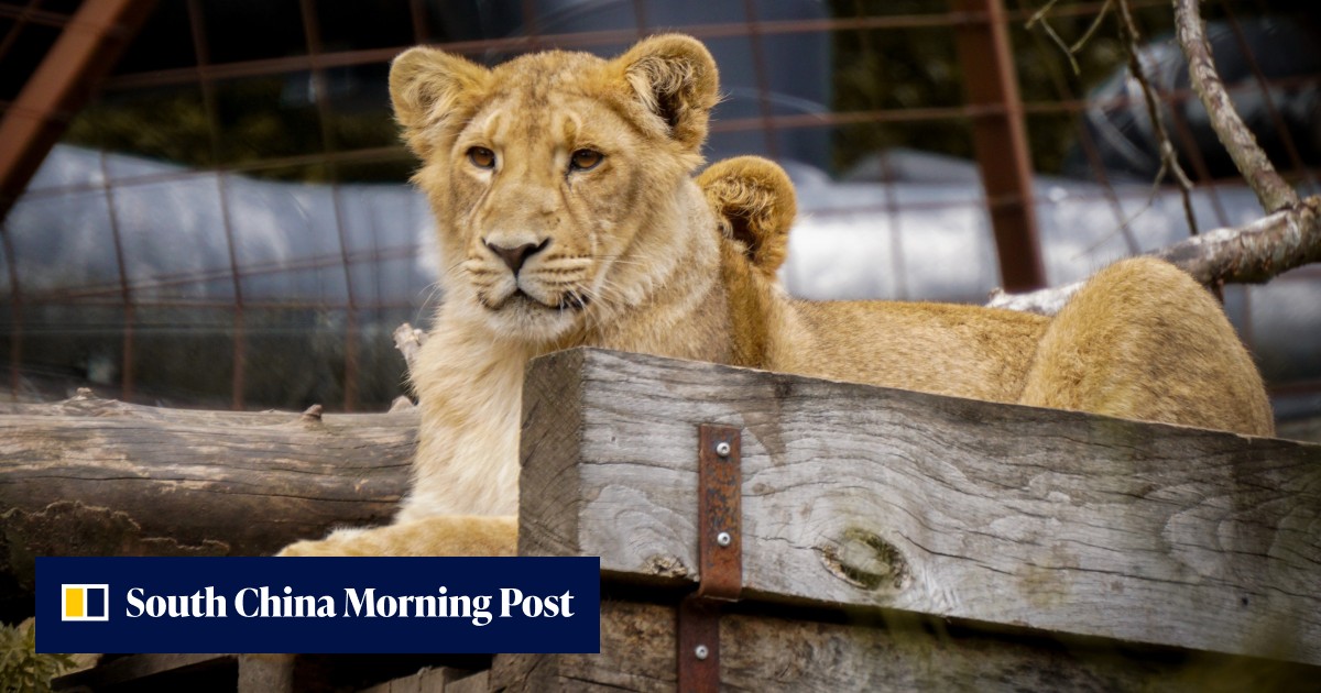 Denmark zoo asks public to donate small pets as predator food | South ...
