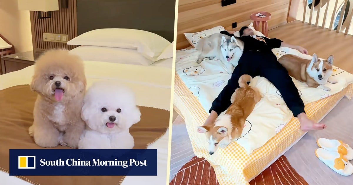 https://cdn.i-scmp.com/sites/default/files/styles/og_image_scmp_generic/public/d8/images/canvas/2025/08/06/f20a00dd-3ae1-412f-be8c-243602ea5635_84161977.jpg?itok=IRflzw_V&v=1754462959
