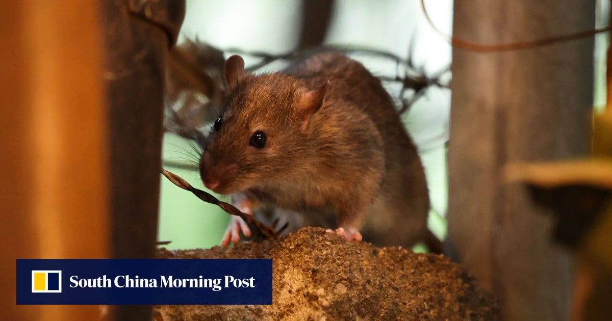 https://cdn.i-scmp.com/sites/default/files/styles/og_image_scmp_generic/public/d8/images/canvas/2025/08/09/500bba66-3238-4fee-bf1a-7f8d63242153_db487770.jpg?itok=Hao1qXgD&v=1754710360