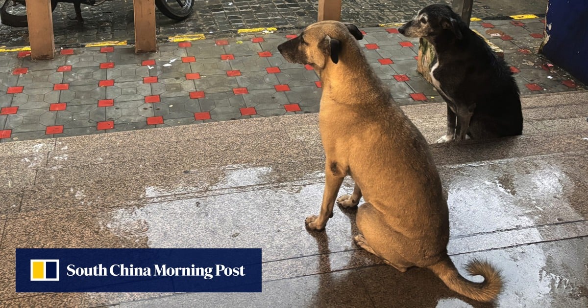 https://cdn.i-scmp.com/sites/default/files/styles/og_image_scmp_generic/public/d8/images/canvas/2025/08/11/945fdc31-bc93-43b9-8c20-18ba4e957fea_a758ac02.jpg?itok=lHn1B4Zc&v=1754914006