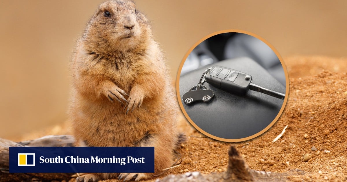 https://cdn.i-scmp.com/sites/default/files/styles/og_image_scmp_generic/public/d8/images/canvas/2025/08/12/d310864c-8c9f-45ae-829d-7250f1658c27_c588e8c3.jpg?itok=Jkh69P-H&v=1754975313
