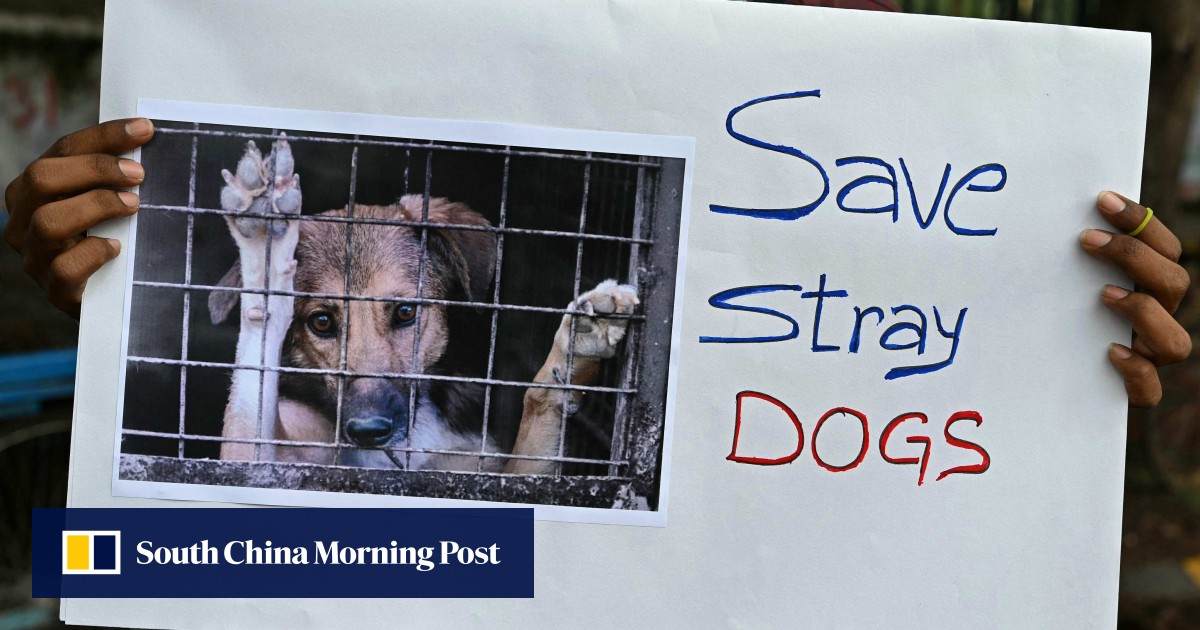 https://cdn.i-scmp.com/sites/default/files/styles/og_image_scmp_generic/public/d8/images/canvas/2025/08/13/0c3b2c9c-d752-402f-a128-eaa404fb6e3e_9bf6ed86.jpg?itok=qBOtcKGY&v=1755085649