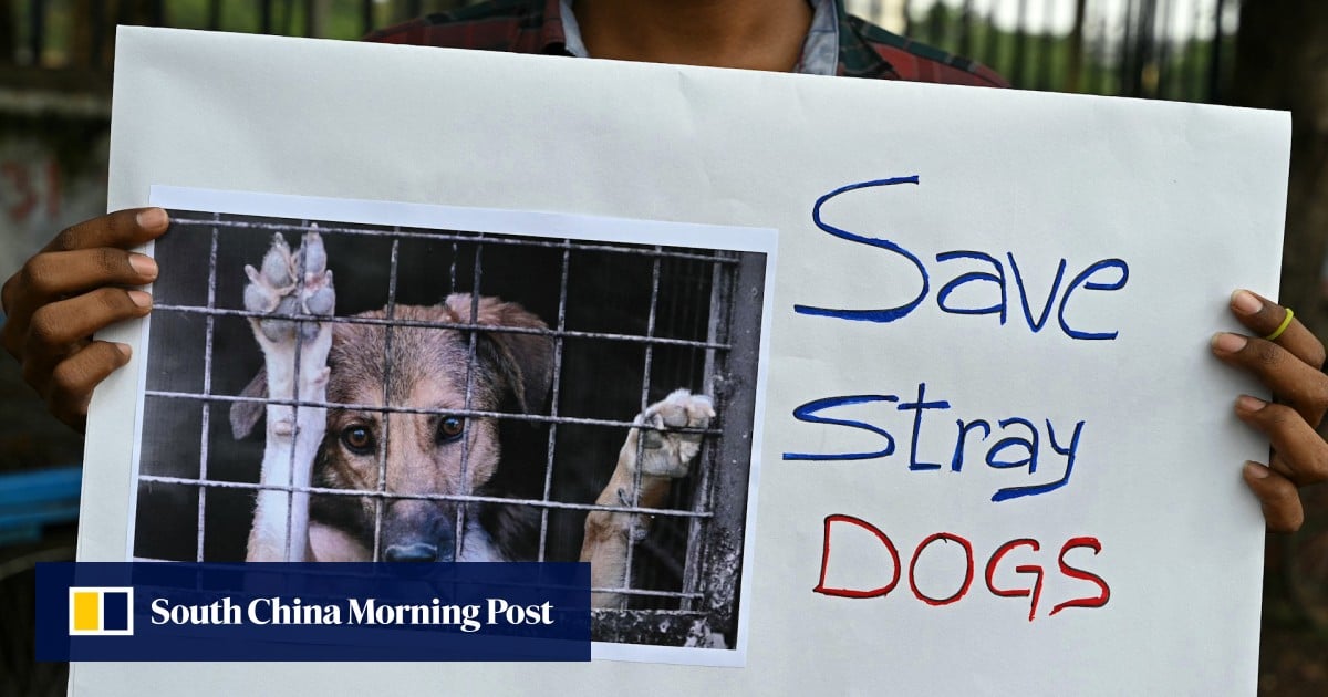 https://cdn.i-scmp.com/sites/default/files/styles/og_image_scmp_generic/public/d8/images/canvas/2025/08/13/b2387548-23e2-438e-82ae-bee05bfb713d_3d2fa0d3.jpg?itok=vkzgLOS-
