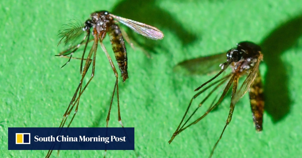https://cdn.i-scmp.com/sites/default/files/styles/og_image_scmp_generic/public/d8/images/canvas/2025/08/14/27ca2670-e684-432c-a5a2-36831a04cb5e_ccbda0e2.jpg?itok=oeaBmTSs&v=1755147442