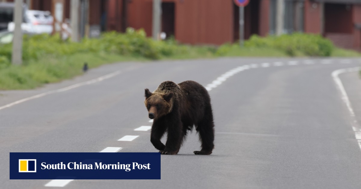 Hiker in Japan found dead after bear attack in forest