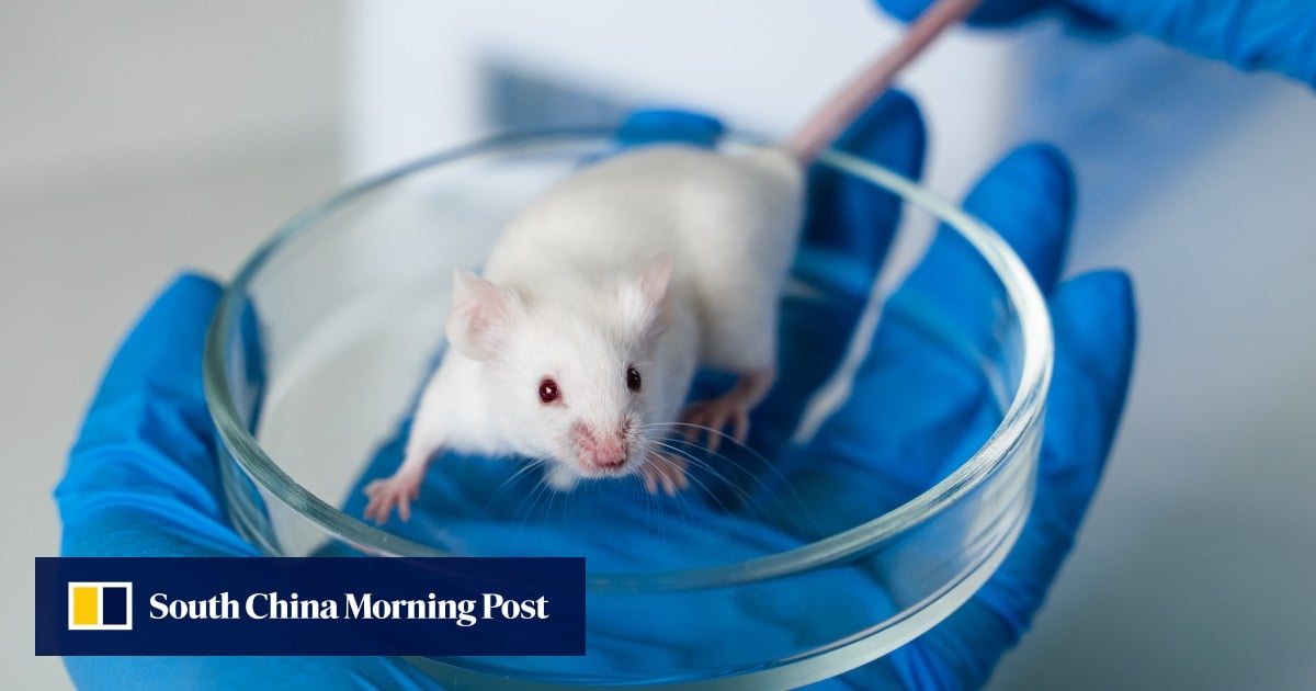 Chinese scientists transplant human brain cells to mice, boosting pleasure levels