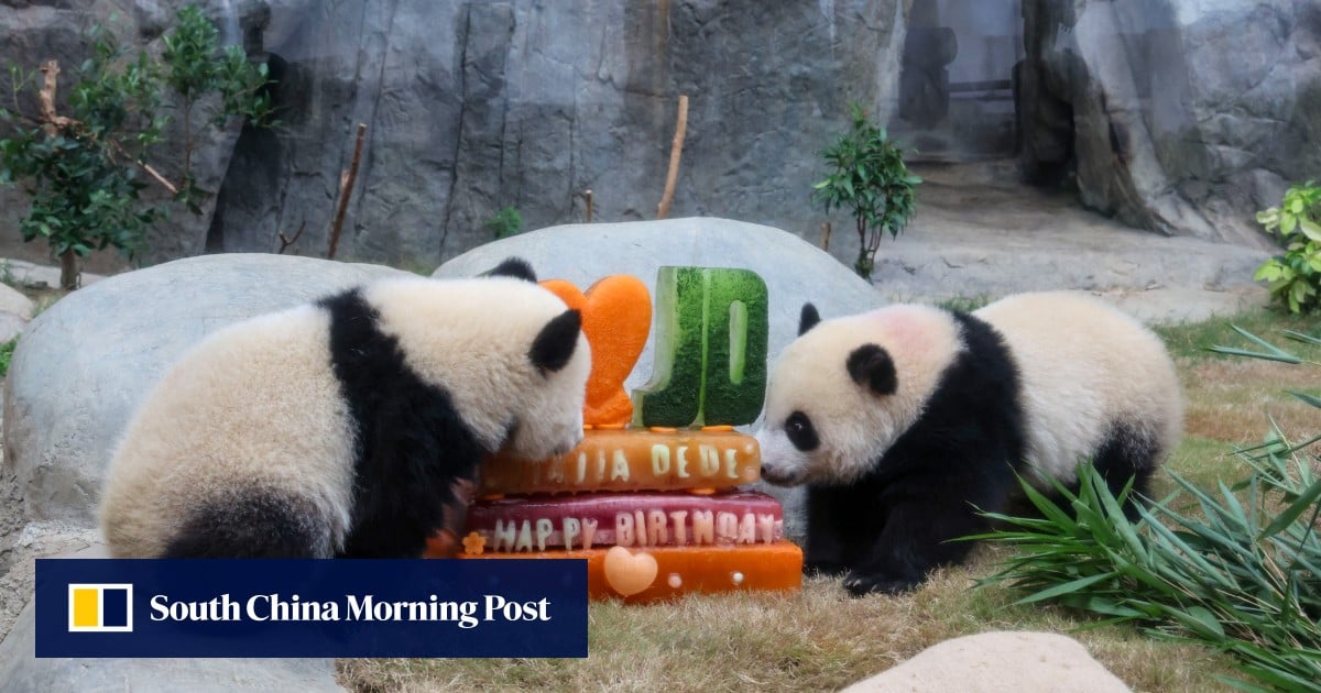 Hong Kong’s Ocean Park reveals panda film in works as twin cubs turn 1