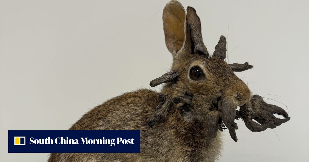 ‘Demon rabbits’: why are bunnies growing ‘horns’ in Colorado? | South ...