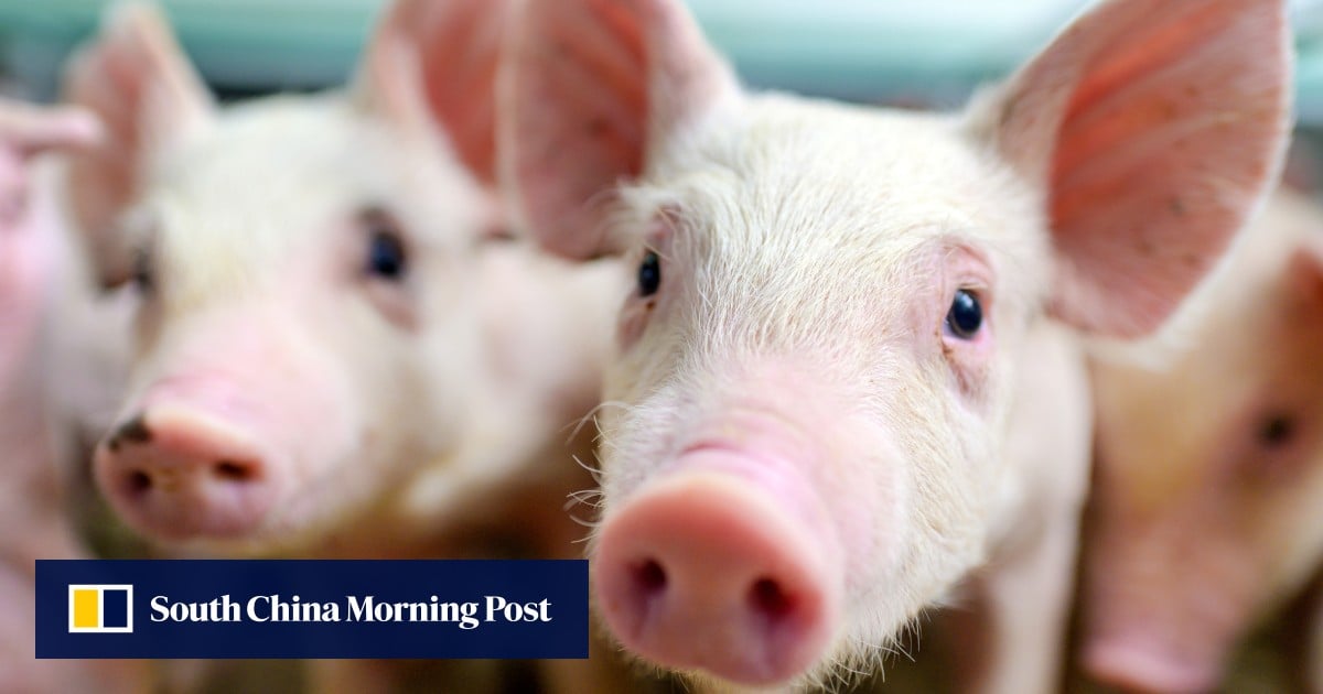 https://cdn.i-scmp.com/sites/default/files/styles/og_image_scmp_generic/public/d8/images/canvas/2025/08/18/73347bda-5592-4923-ada2-20ac990cce6b_cfb8febe.jpg?itok=HFnTHaNj&v=1755496909