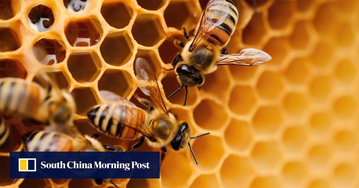 https://cdn.i-scmp.com/sites/default/files/styles/og_image_scmp_generic/public/d8/images/canvas/2025/08/18/a8e0bdb6-b0aa-461e-9d24-cfe4d0652d4f_cad1a92d.jpg?itok=JVcwbEAa&v=1755506662