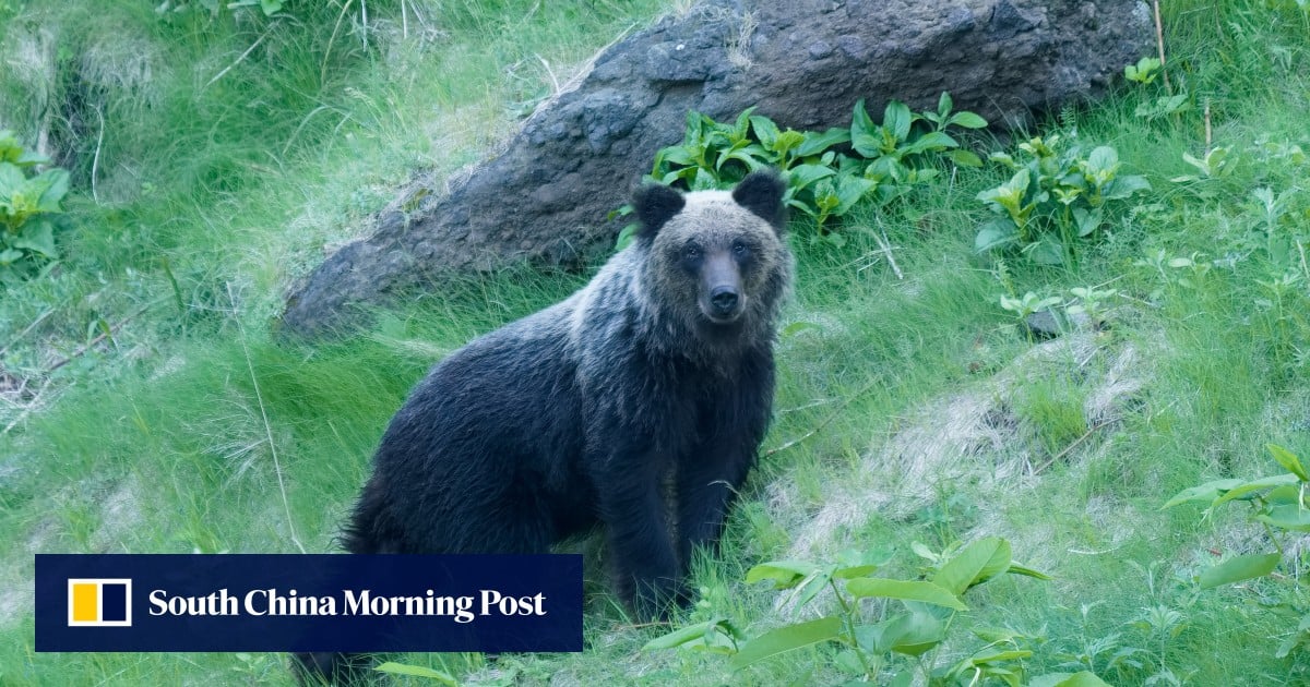 https://cdn.i-scmp.com/sites/default/files/styles/og_image_scmp_generic/public/d8/images/canvas/2025/08/20/f791c439-34fc-428d-947d-044dc6685815_7b742feb.jpg?itok=nEsRhpnK&v=1755676466