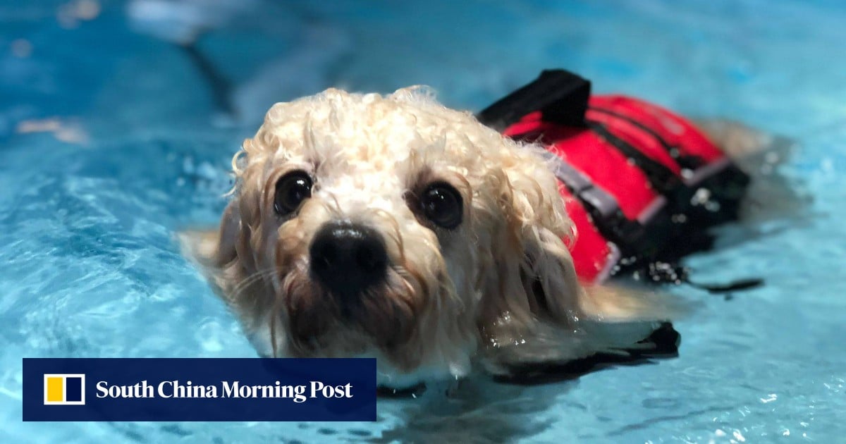 https://cdn.i-scmp.com/sites/default/files/styles/og_image_scmp_generic/public/d8/images/canvas/2025/08/26/64d9e5ca-e11e-431b-96f9-c243ae5918cc_d94dc837.jpg?itok=Tap3ZP9G&v=1756181367
