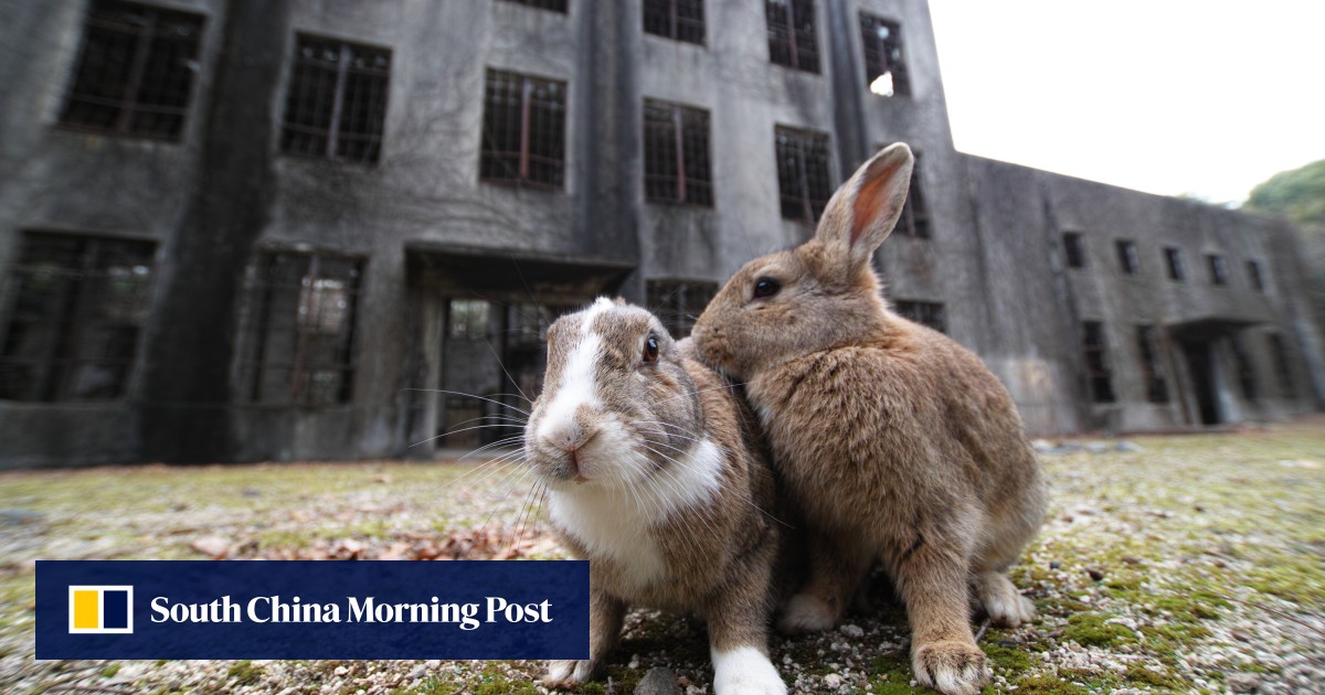 https://cdn.i-scmp.com/sites/default/files/styles/og_image_scmp_generic/public/d8/images/canvas/2025/08/28/b0a62836-3c40-4837-95df-f18b9a46e418_f711bdcf.jpg?itok=ZnMRagvV&v=1756383114