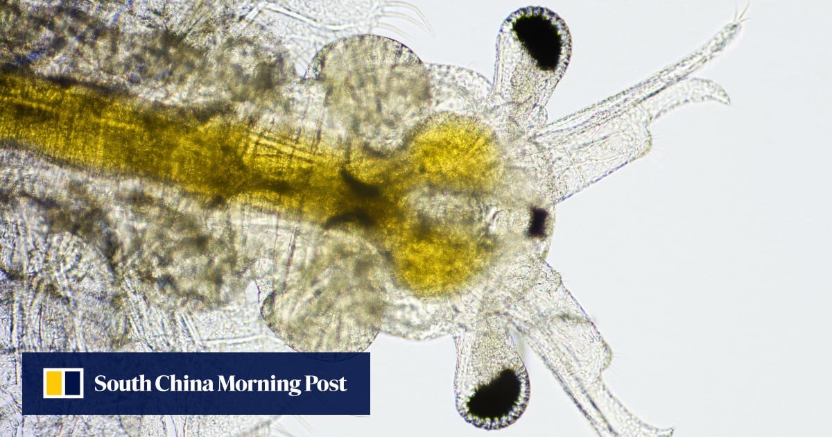 https://cdn.i-scmp.com/sites/default/files/styles/og_image_scmp_generic/public/d8/images/canvas/2025/08/31/6137378d-d60f-4969-8e26-7cb0e032cc5b_1ef67097.jpg?itok=2ULp_1tu&v=1756638540