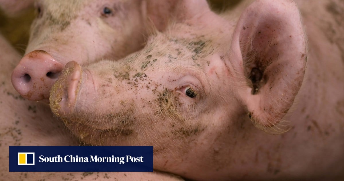 https://cdn.i-scmp.com/sites/default/files/styles/og_image_scmp_generic/public/d8/images/canvas/2025/09/05/14a8bdea-351d-4b9b-8ca5-029a07e20297_08abb458.jpg?itok=OUqWtyqA&v=1757060400