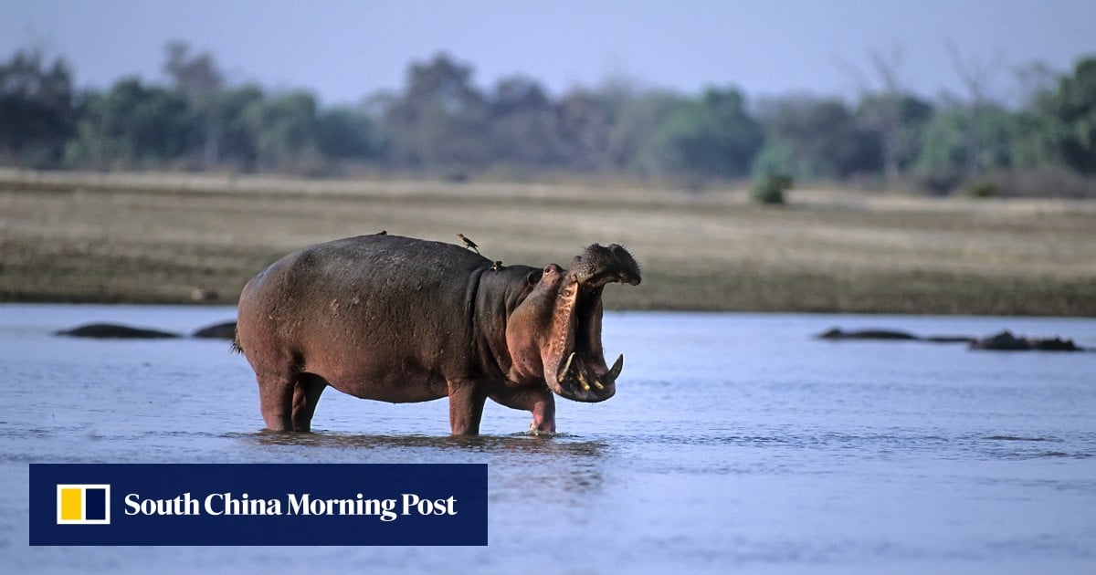 https://cdn.i-scmp.com/sites/default/files/styles/og_image_scmp_generic/public/d8/images/canvas/2025/09/06/0c936c75-c8b2-4e94-9894-7f4b6af9c6af_bce61c95.jpg?itok=JztCq5ob&v=1757171976