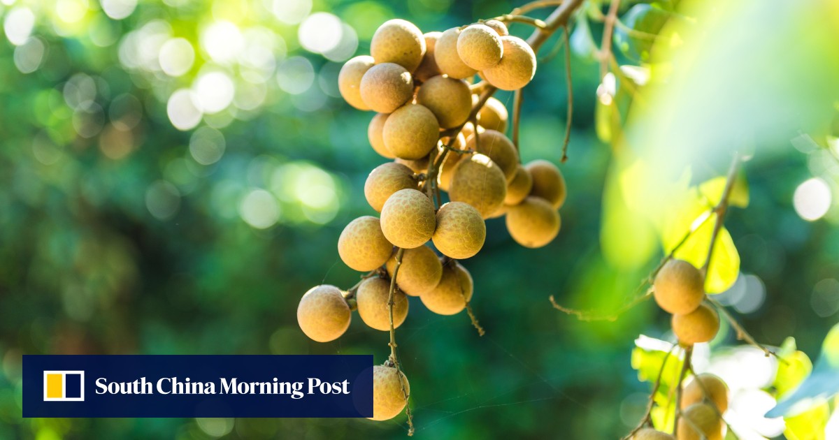 https://cdn.i-scmp.com/sites/default/files/styles/og_image_scmp_generic/public/d8/images/canvas/2025/09/23/f43a40a1-738e-49dd-a0ac-b868f3bb09fa_eb3e86e6.jpg?itok=rQZNCgri&v=1758610732