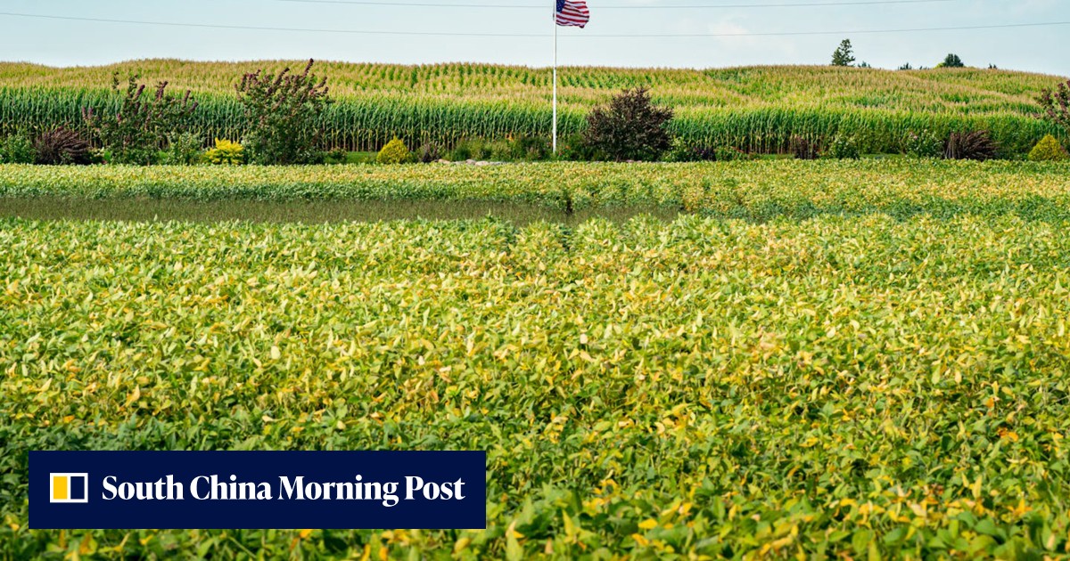 For soybeans’ sake, cancel tariffs, China urges US as farmers grow ...