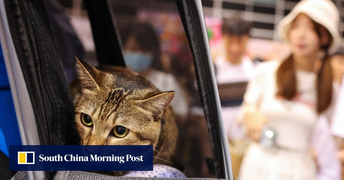 https://cdn.i-scmp.com/sites/default/files/styles/og_image_scmp_generic/public/d8/images/canvas/2025/09/30/d3dad2cf-5196-4c74-9103-f2a42623f86d_81305e53.jpg?itok=umODzwMy&v=1759213194