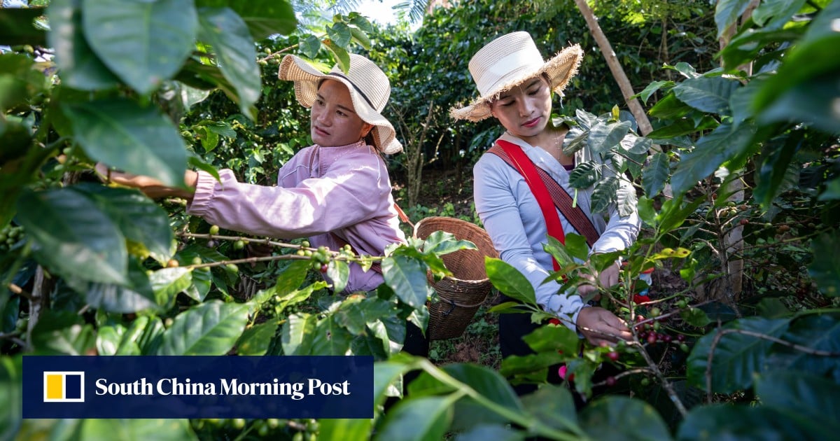 Yunnan, China’s coffee capital, grinds out exports to meet global demand