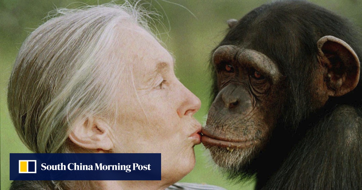 Wildlife advocate, primate expert Jane Goodall dies at 91