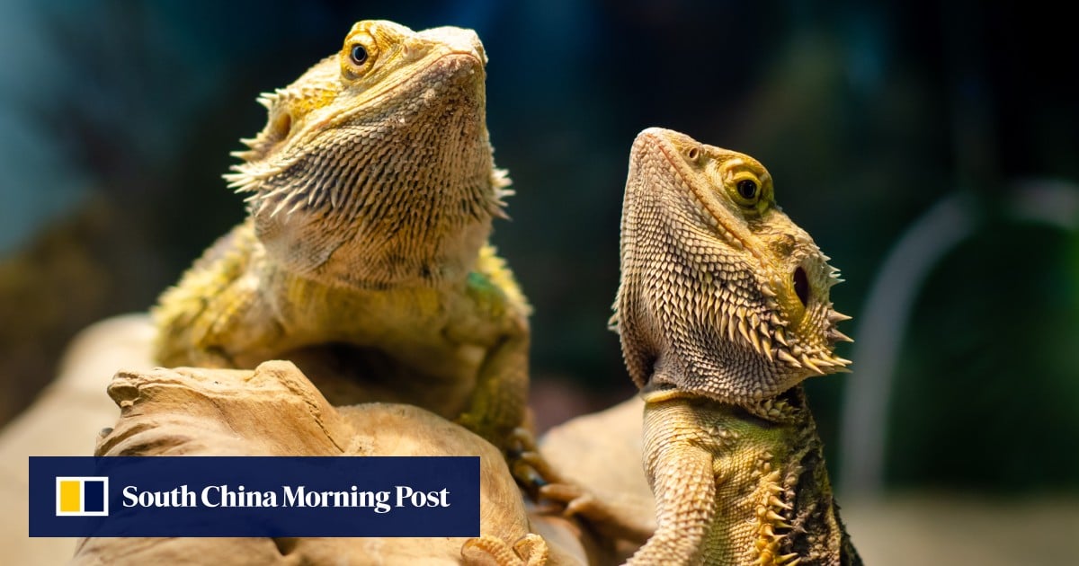 https://cdn.i-scmp.com/sites/default/files/styles/og_image_scmp_generic/public/d8/images/canvas/2025/10/03/3cf3b672-c3c5-40e1-a1d3-09b5c341ceaa_a5705550.jpg?itok=DDJN2_Vv&v=1759453312