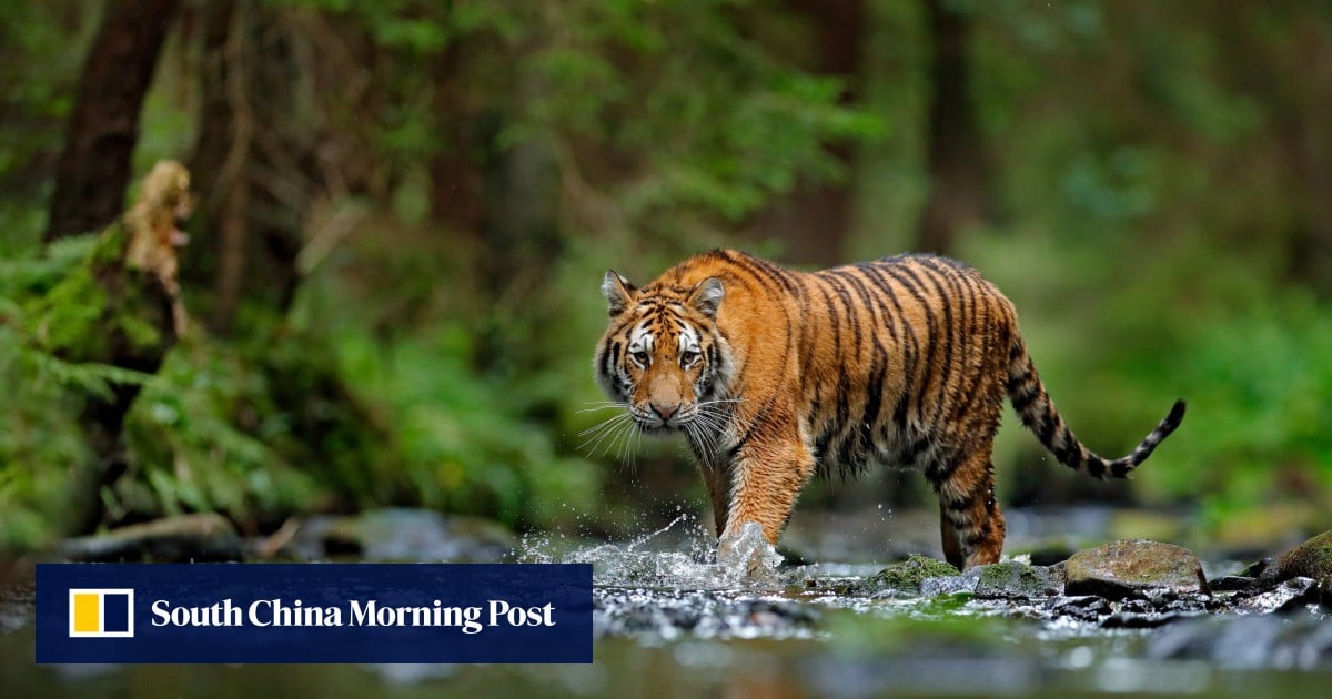https://cdn.i-scmp.com/sites/default/files/styles/og_image_scmp_generic/public/d8/images/canvas/2025/10/03/49d091ff-347f-4ad3-91dc-6af3f7df8b90_3c1f2bf9.jpg?itok=XXMoLqtZ&v=1759489338
