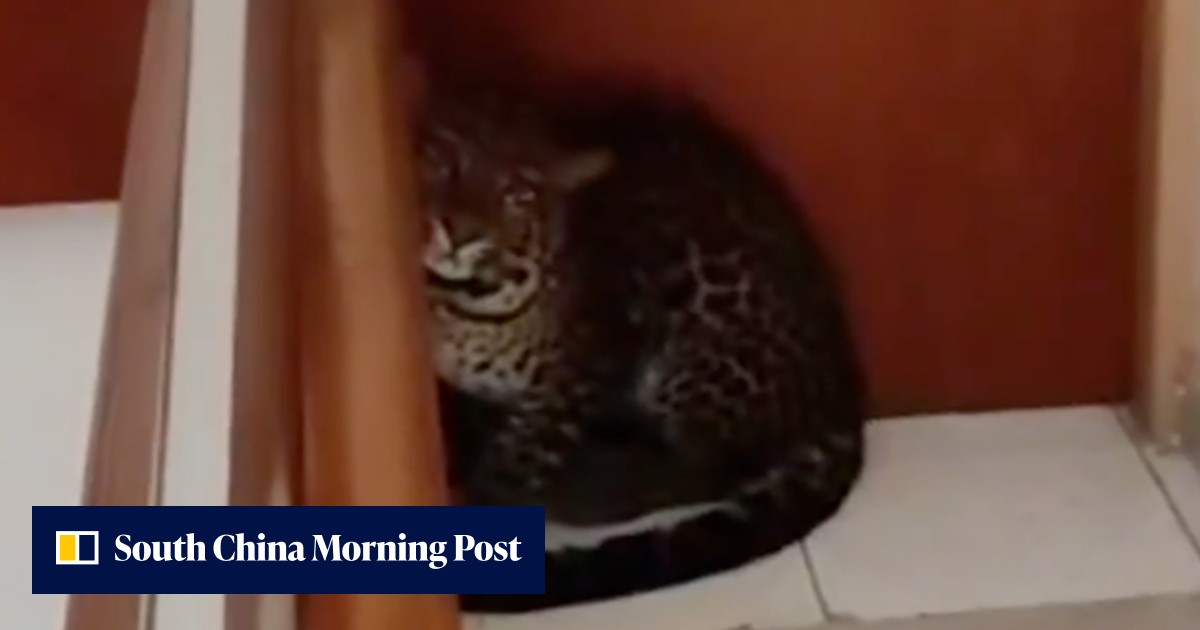 Leopard sparks panic after wandering into hotel in Indonesia | South ...