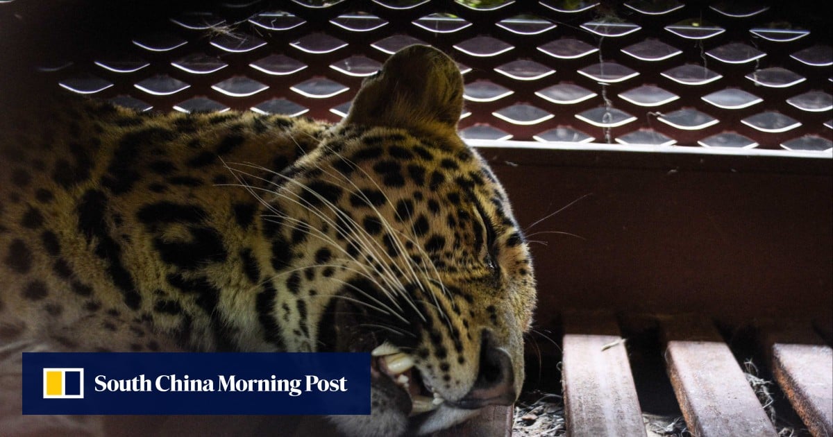 https://cdn.i-scmp.com/sites/default/files/styles/og_image_scmp_generic/public/d8/images/canvas/2025/10/06/dd7dc647-3a26-492c-a777-f65f723e69a1_725ec83c.jpg?itok=R_UcAuAf&v=1759745751