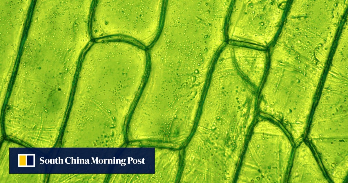 Chinese, Dutch scientists discover how to regenerate single cell into new plant
