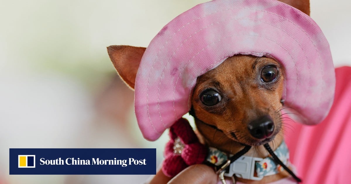 https://cdn.i-scmp.com/sites/default/files/styles/og_image_scmp_generic/public/d8/images/canvas/2025/10/10/f94c0531-12ec-4435-9dc1-28e51ec4c545_5150ef31.jpg?itok=71Ia2vxd&v=1760092774