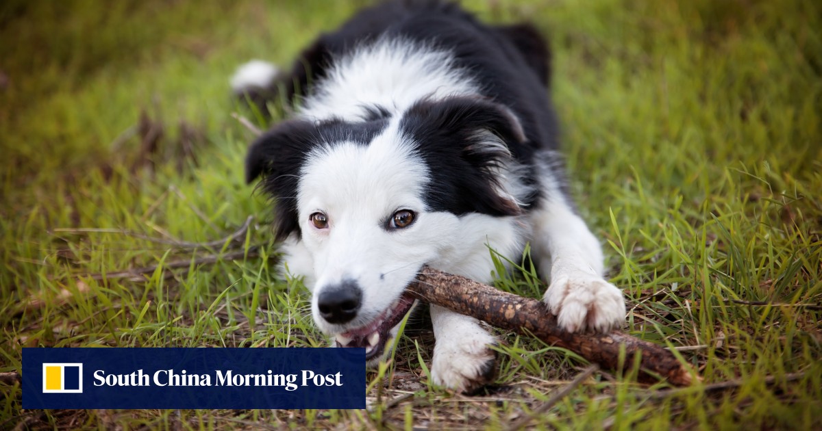 https://cdn.i-scmp.com/sites/default/files/styles/og_image_scmp_generic/public/d8/images/canvas/2025/10/15/a159d9f2-789a-49e8-a080-4d876859467a_70d56036.jpg?itok=4MLMyeeS&v=1760517464