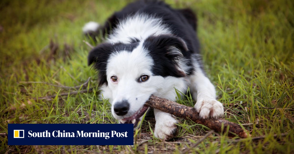 Does your dog want to play all the time? Why that could be a bad thing