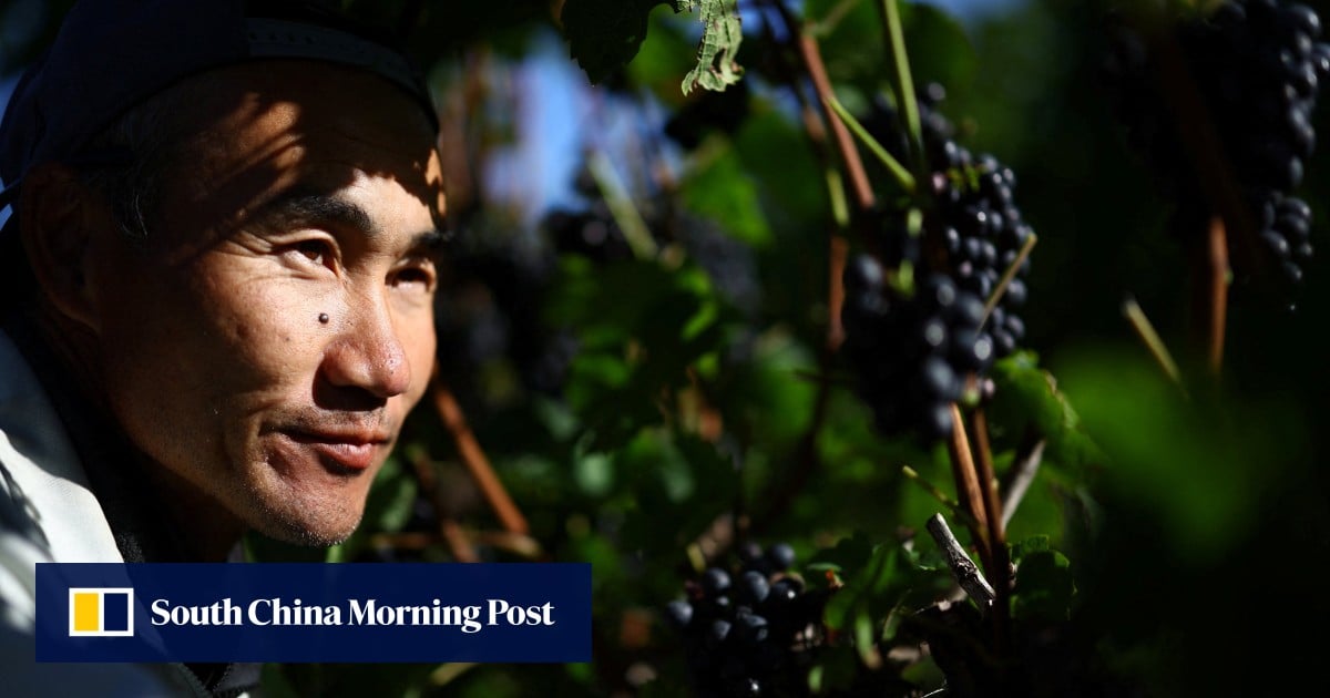 Japanese wine town once celebrated climate change. Now things are turning sour