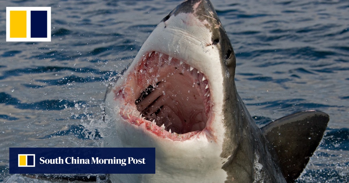 Shark bite‑resistant wetsuits could cut severe injuries, Australian study finds