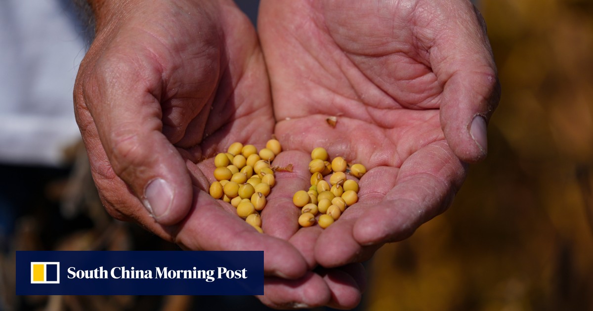 China’s soybean imports surge as orders to US hit zero, and South America is cashing in