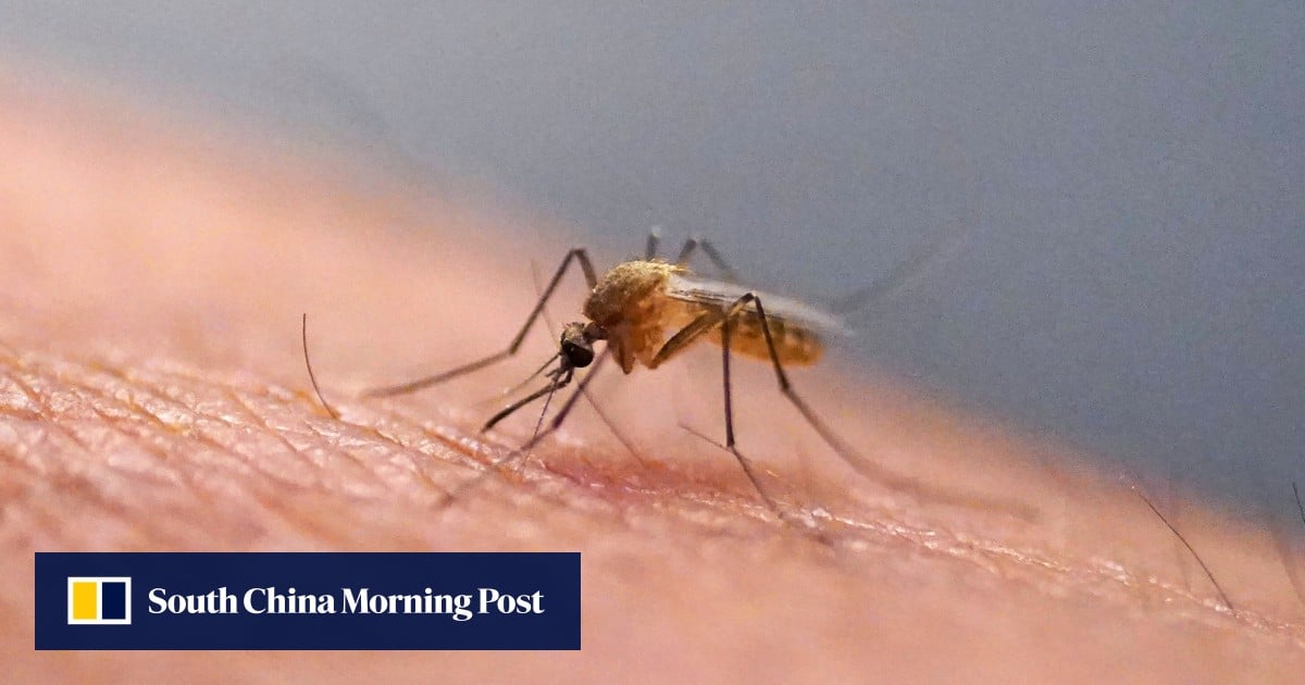 Mosquitoes discovered in Iceland for first time