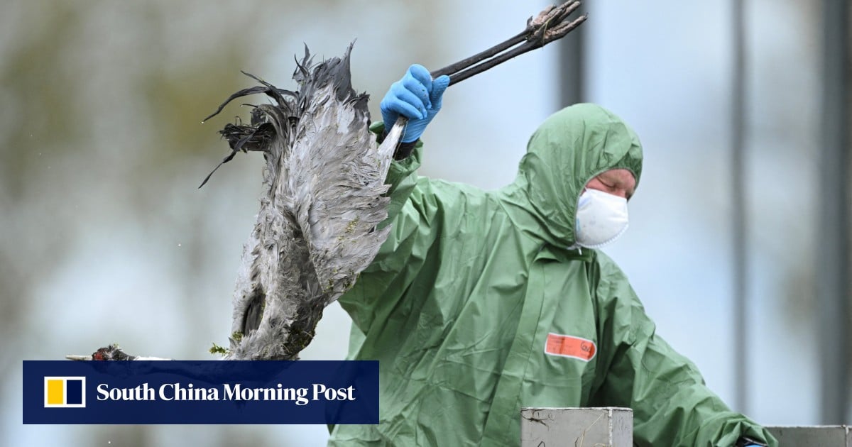 What killed hundreds of seals? Bird flu spread raises fears, questions